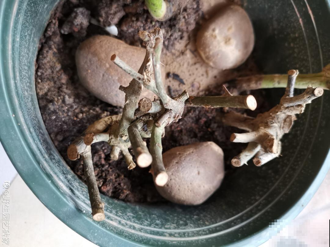 10年的绣球大老桩，九块钱也别买，难开花还浪费感情