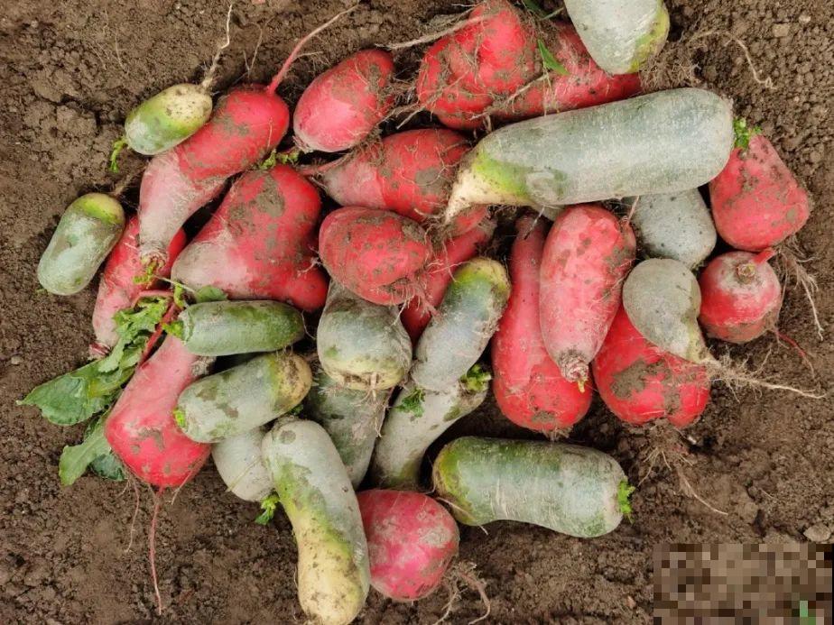 5年的花园，消失只要3天，全没了……