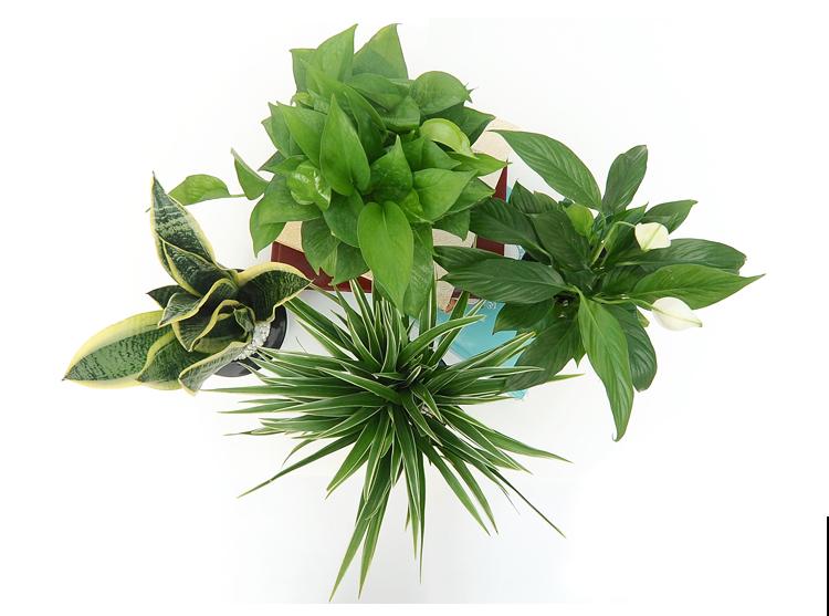 冬天养虎皮兰,注意避开4个坑,才能平稳过冬 冬天养虎皮兰,注意避开4个坑,才能平稳过冬