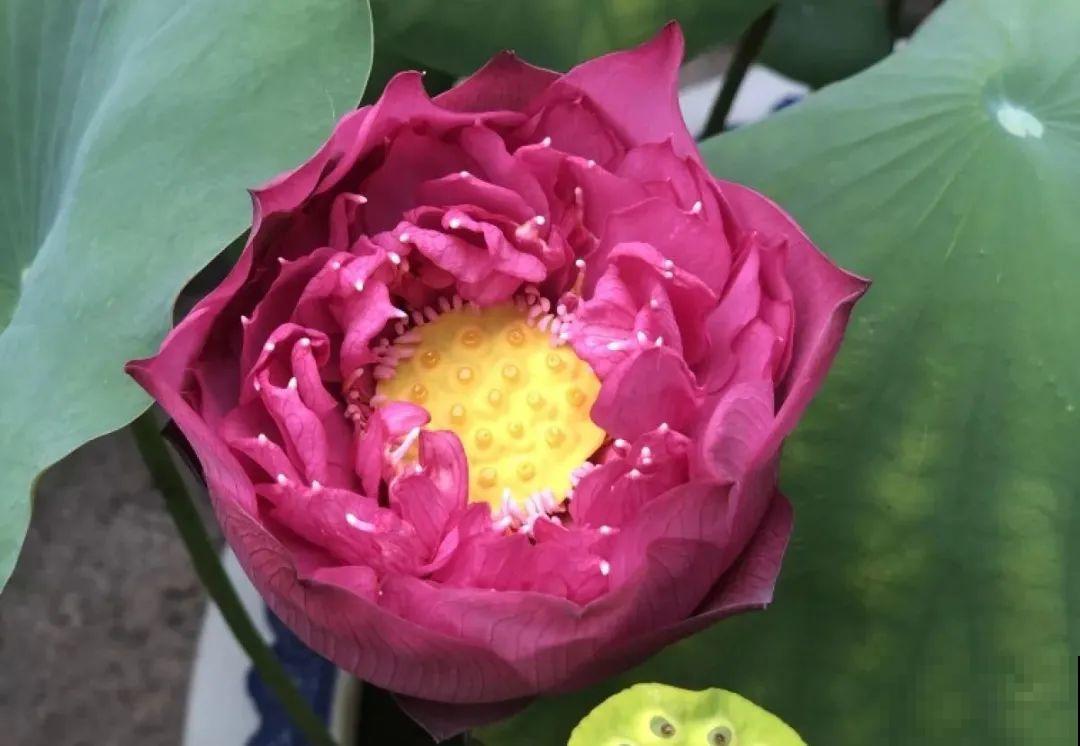 不同的花有不同的性格,你养的花,代表你是什么样的人? 不同的花有不同的性格,你养的花,代表你是什么样的人?