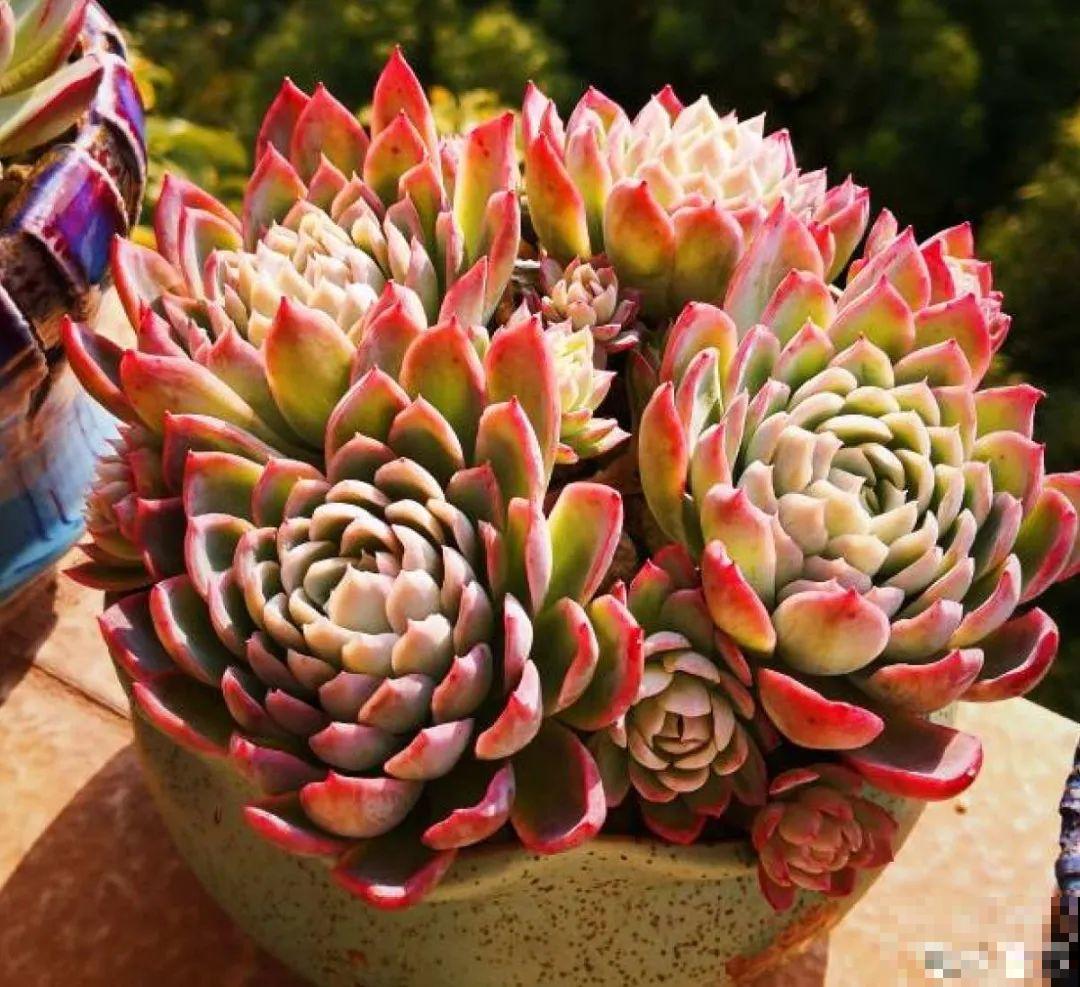 寒潮过后,多肉美出天际,颜色鲜艳明亮,真馋人! 寒潮过后,多肉美出天际,颜色鲜艳明亮,真馋人!