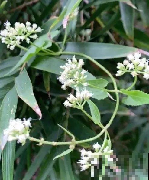 有些花名字太奇葩，叫出口太尴尬，开花却很美