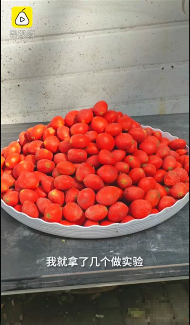 医院铁树结果，却被摘走30颗，园丁师傅吓坏了！