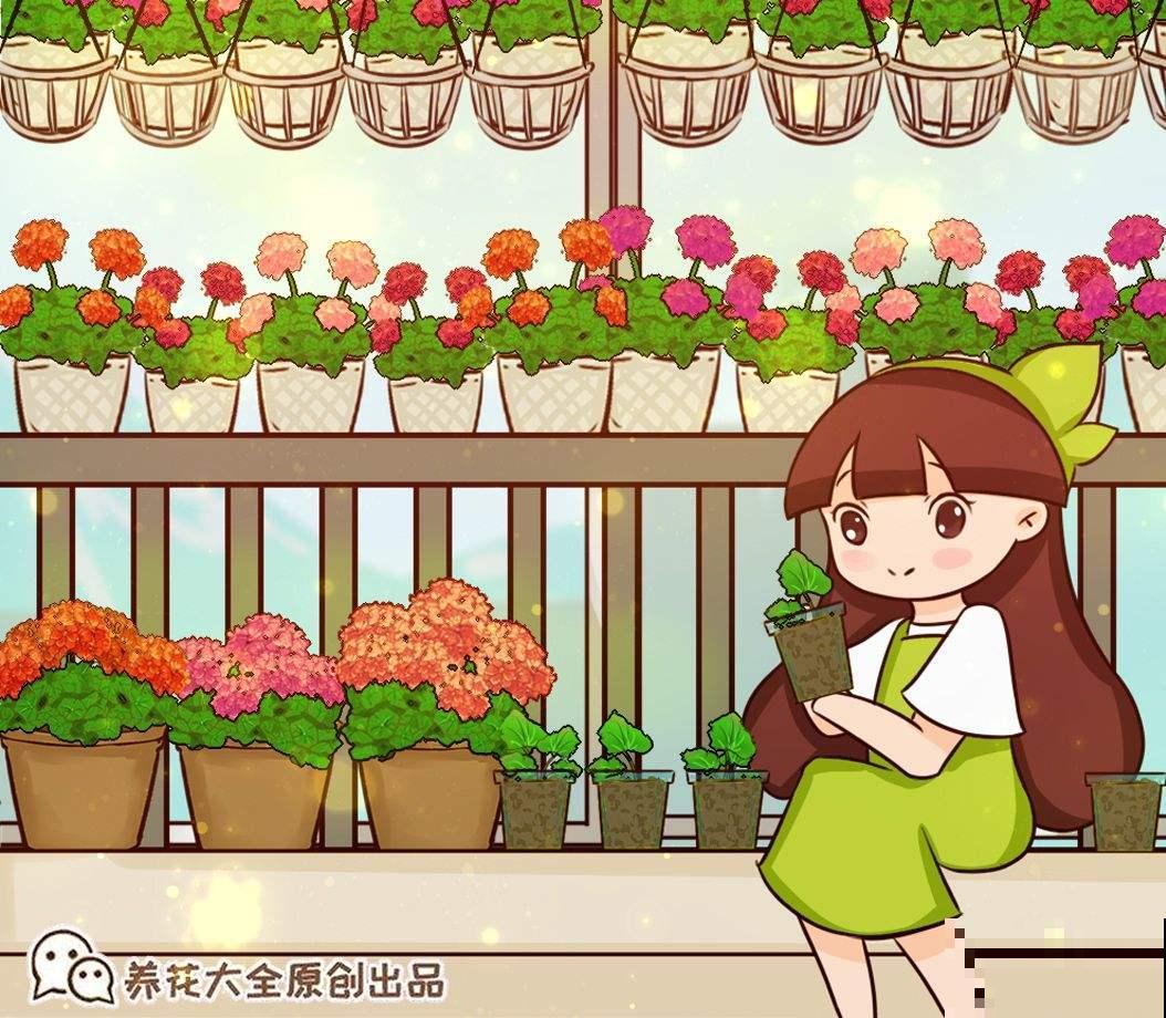 天竺葵养不活？只用1分钟，教你盆栽变“花球”！