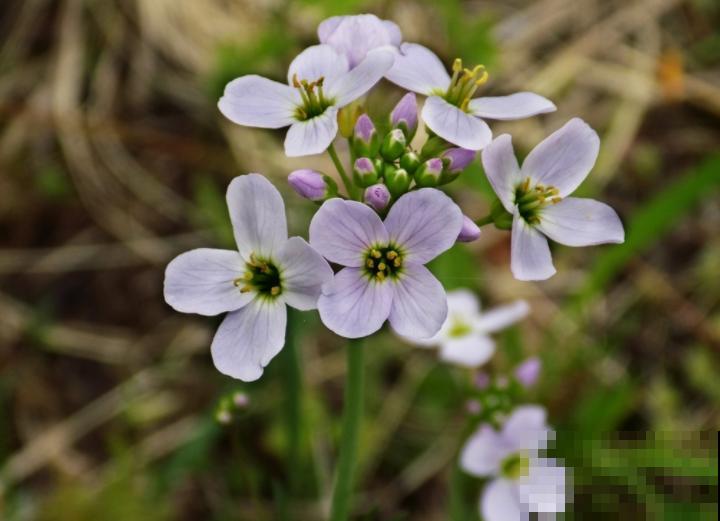 冬季必备酢浆草，颜值高好养护，轻松开成一片“花海”！