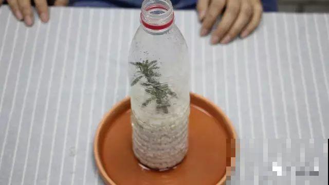 现在扦插超好活，剪根枝，捂3天，冒出狗牙根！