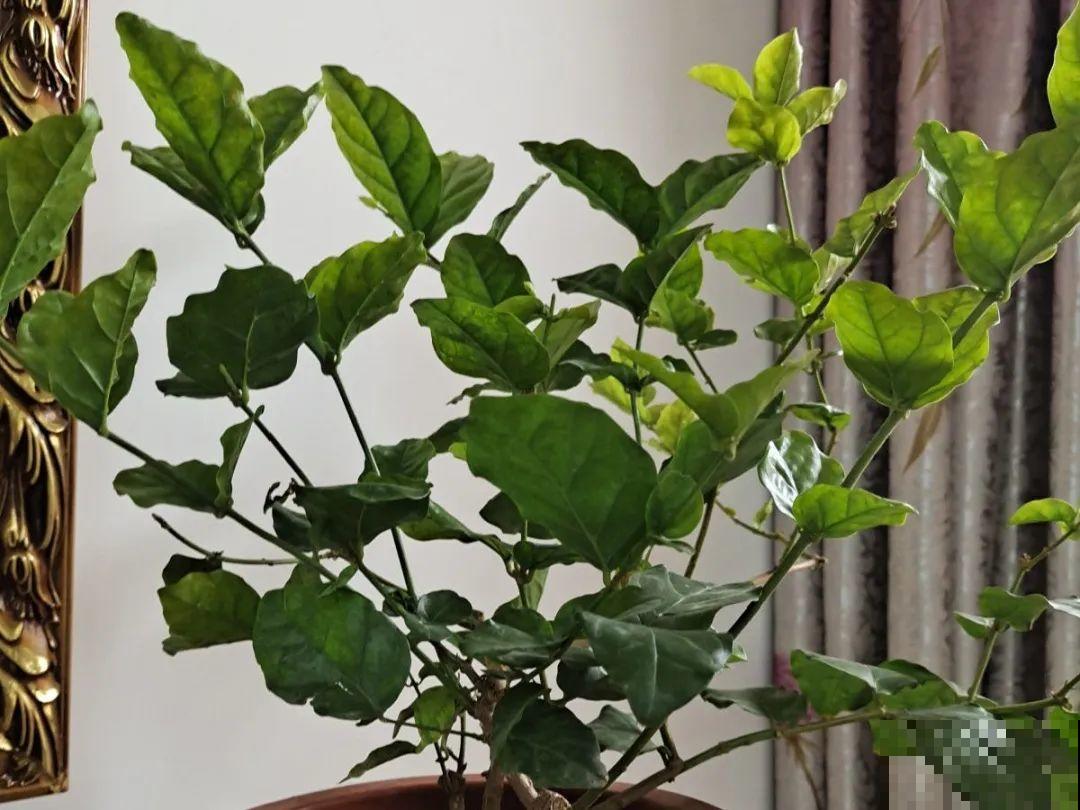 水仙要想开花,坚决不能长成高个子,不然今年没花看! 水仙要想开花,坚决不能长成高个子,不然今年没花看!