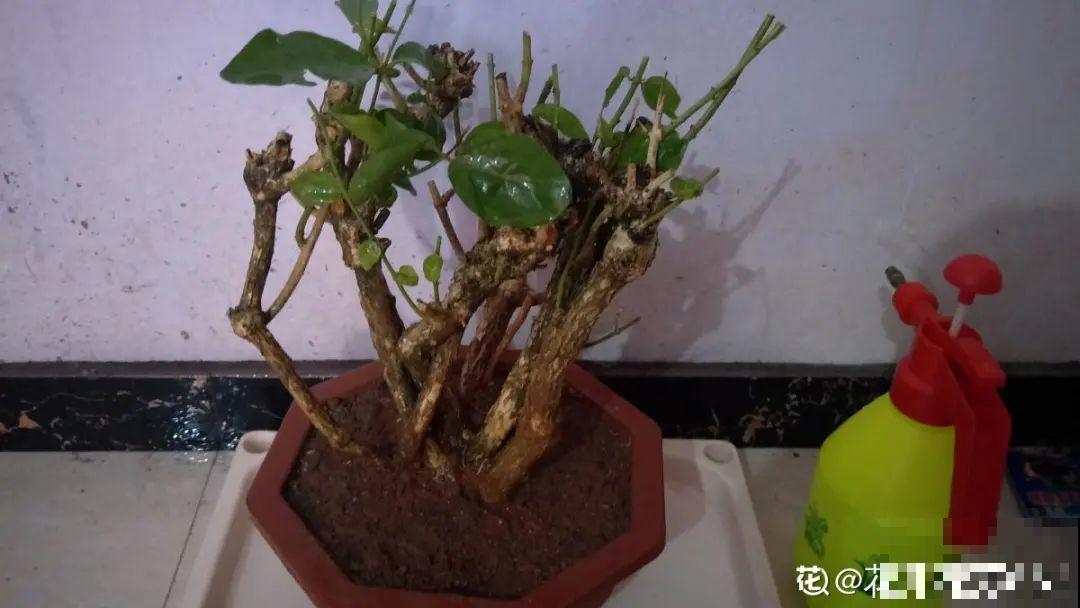 10年的绣球大老桩，九块钱也别买，难开花还浪费感情