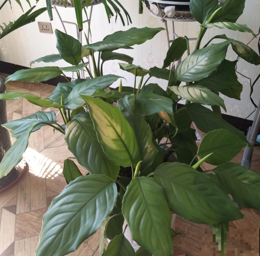 家里的蟑螂太烦人？养上几盆花，“大强”躲得远远的！