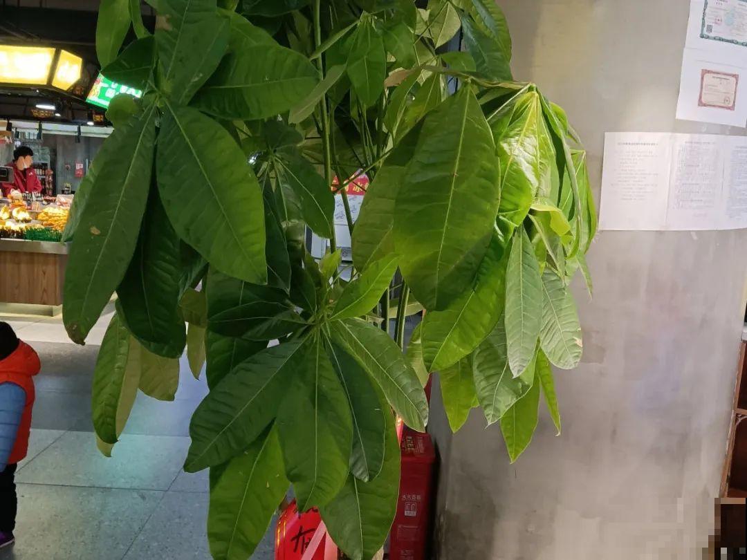 常见的20种花，赶紧搬进屋，再不管就冻死了
