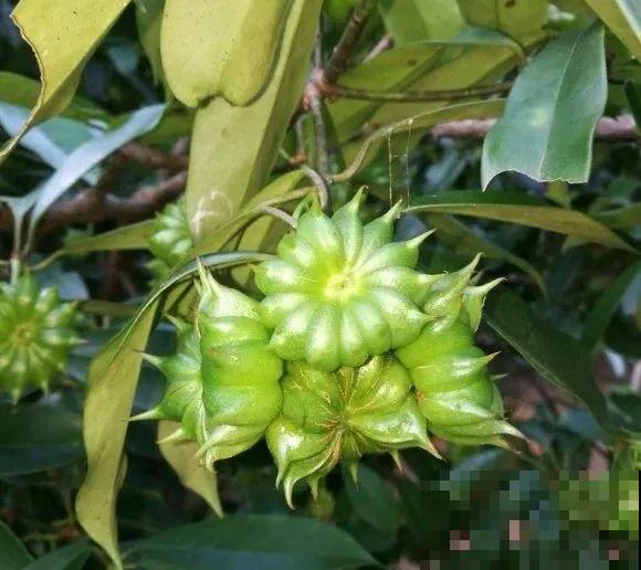 医院铁树结果，却被摘走30颗，园丁师傅吓坏了！