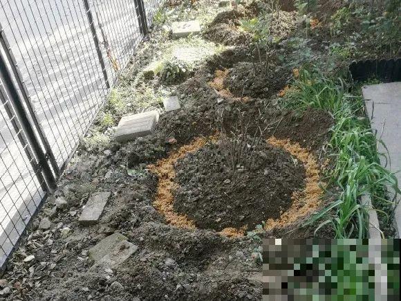 管住手！这几样事少做，花才能安稳过冬！