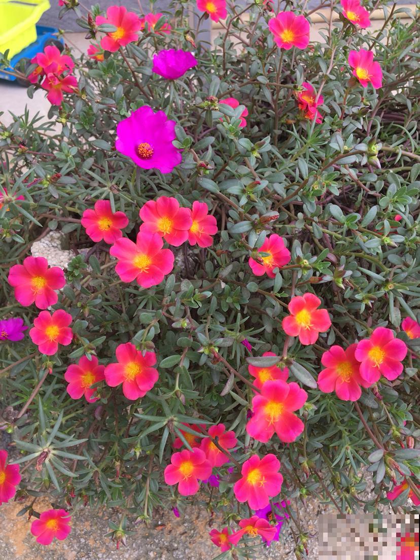 4种花爆崽能力强，种一盆等于种多盆，送给邻居特开心