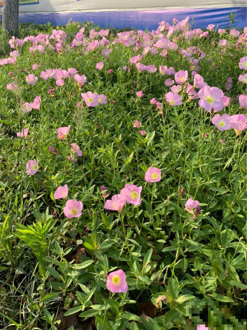 有院子春天养3种花，一旦开花就让人“眼红”，谁见了都喜欢