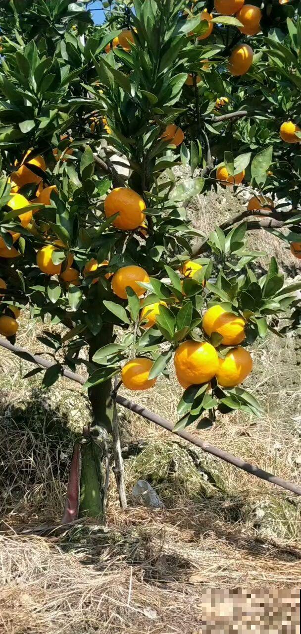 好桔子要学会挑，记住3个挑桔子要点，个个都好吃