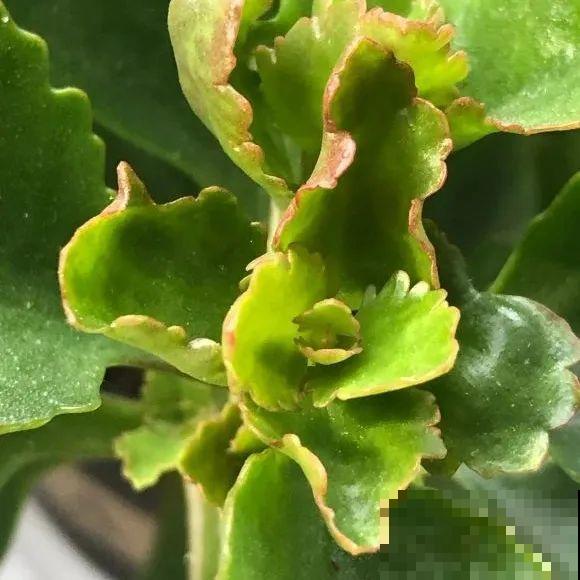 长寿花超全大养护，养爆盆的秘密，全在这里！