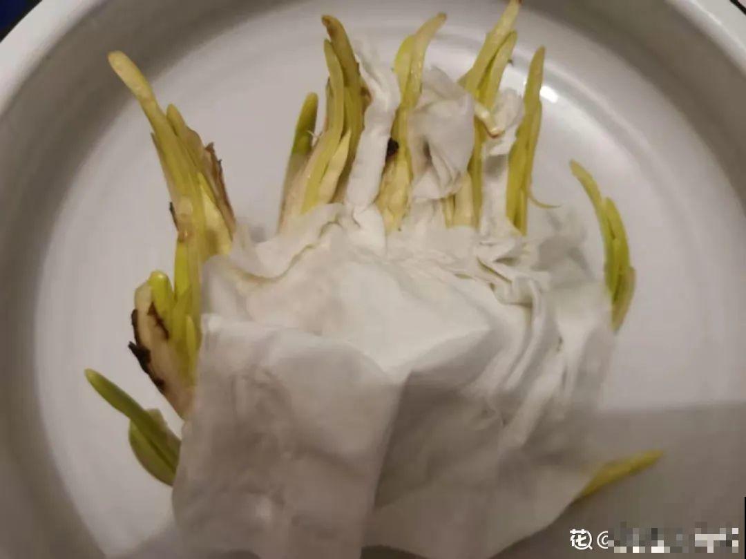 牙签串大蒜，冒充七彩水仙？千万别上当！