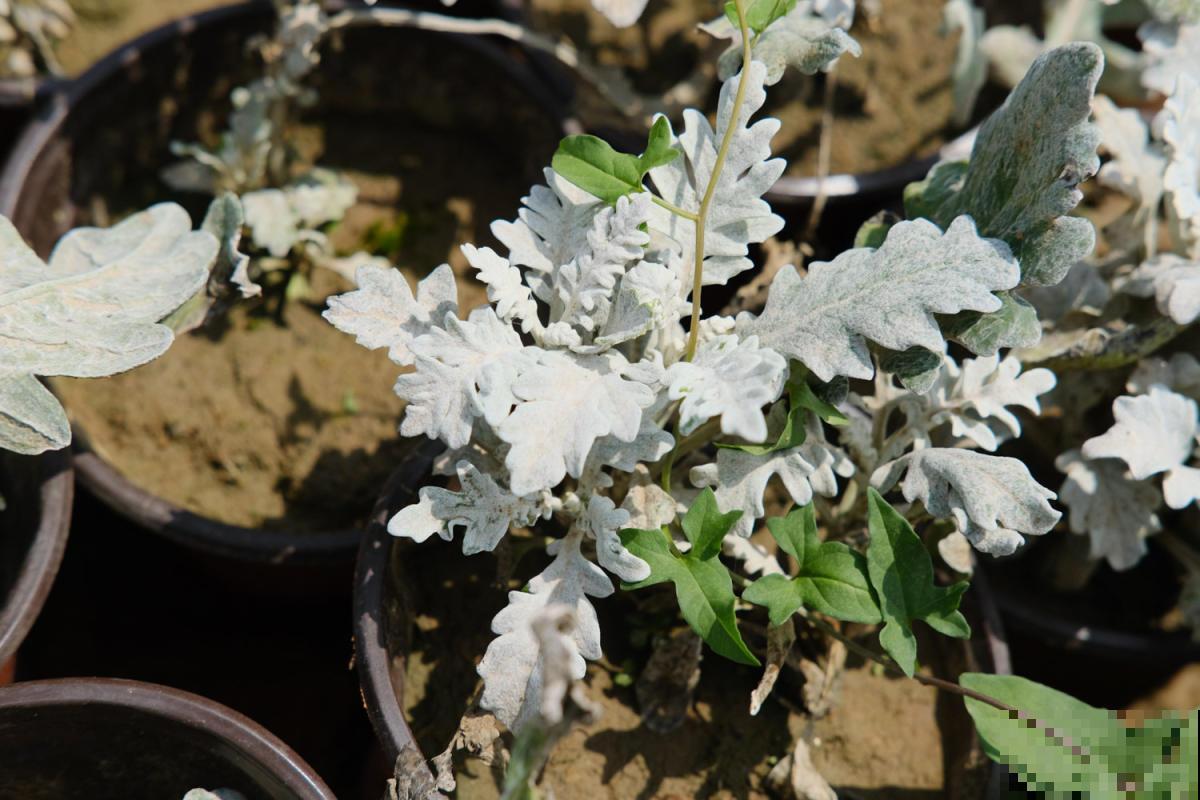 一种花长得像雪花，全身银白色，气质高雅有格调