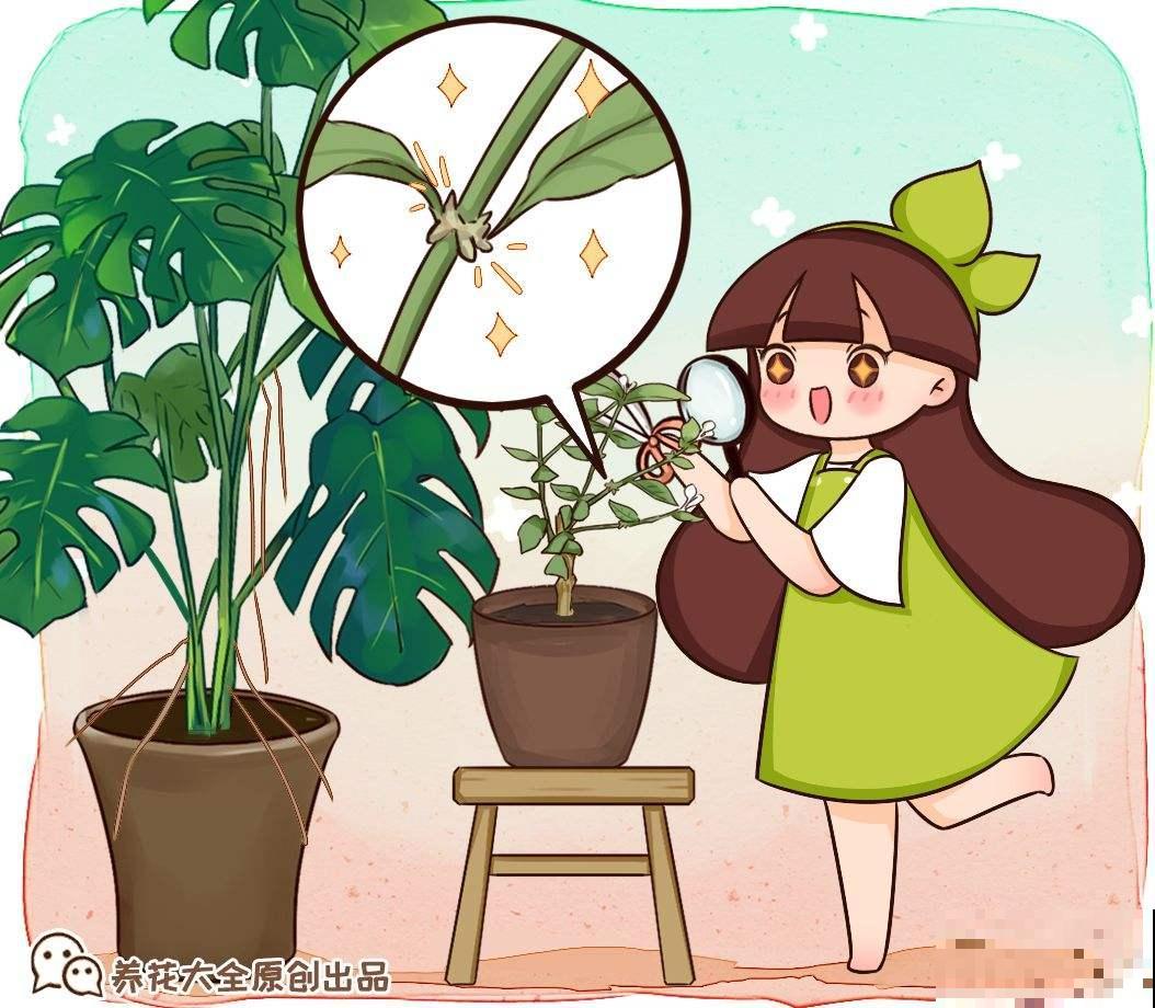 家里的多肉长出气根，原因很简单，一定要重视！