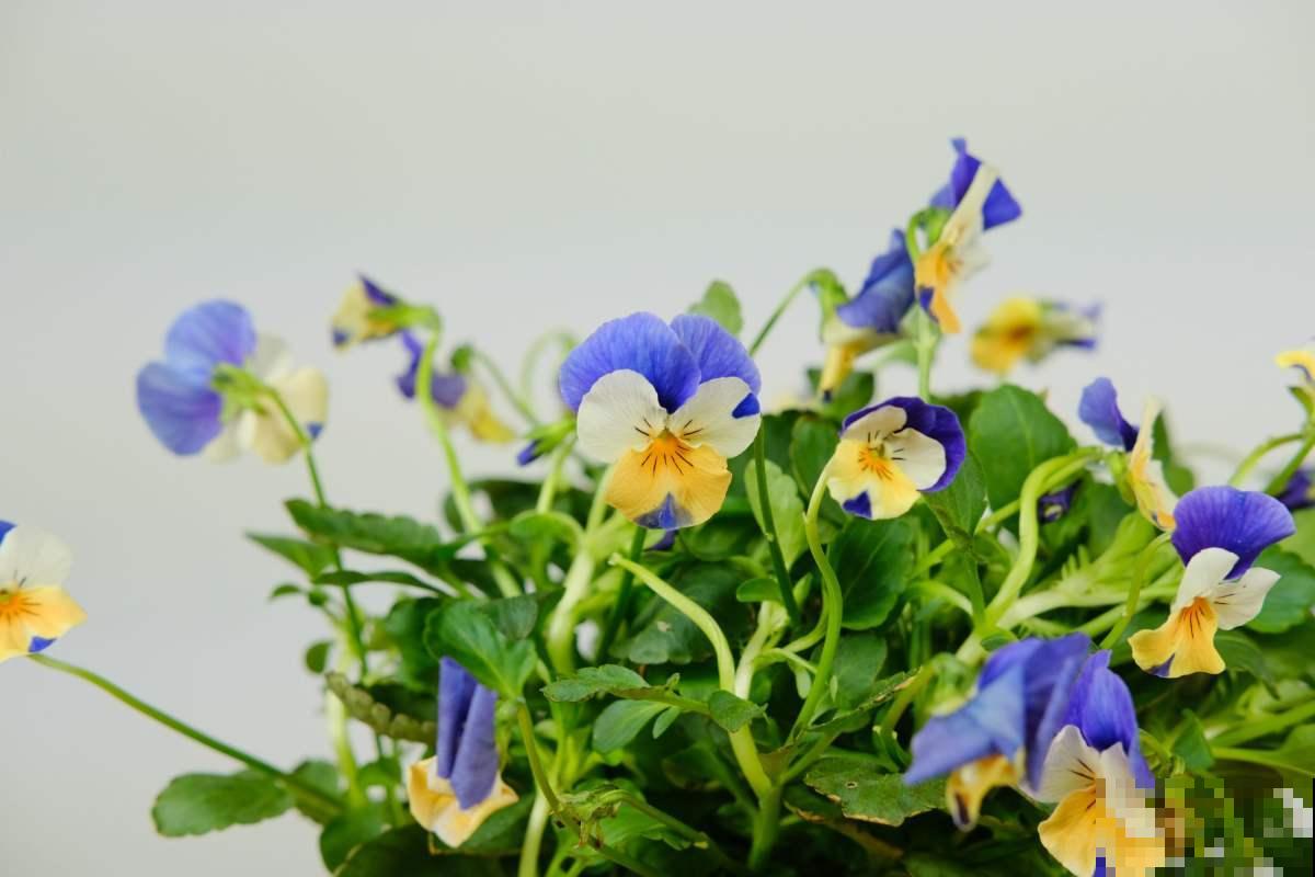开花美过蝴蝶的角堇，冬天也不要错过，轻松开满盆！