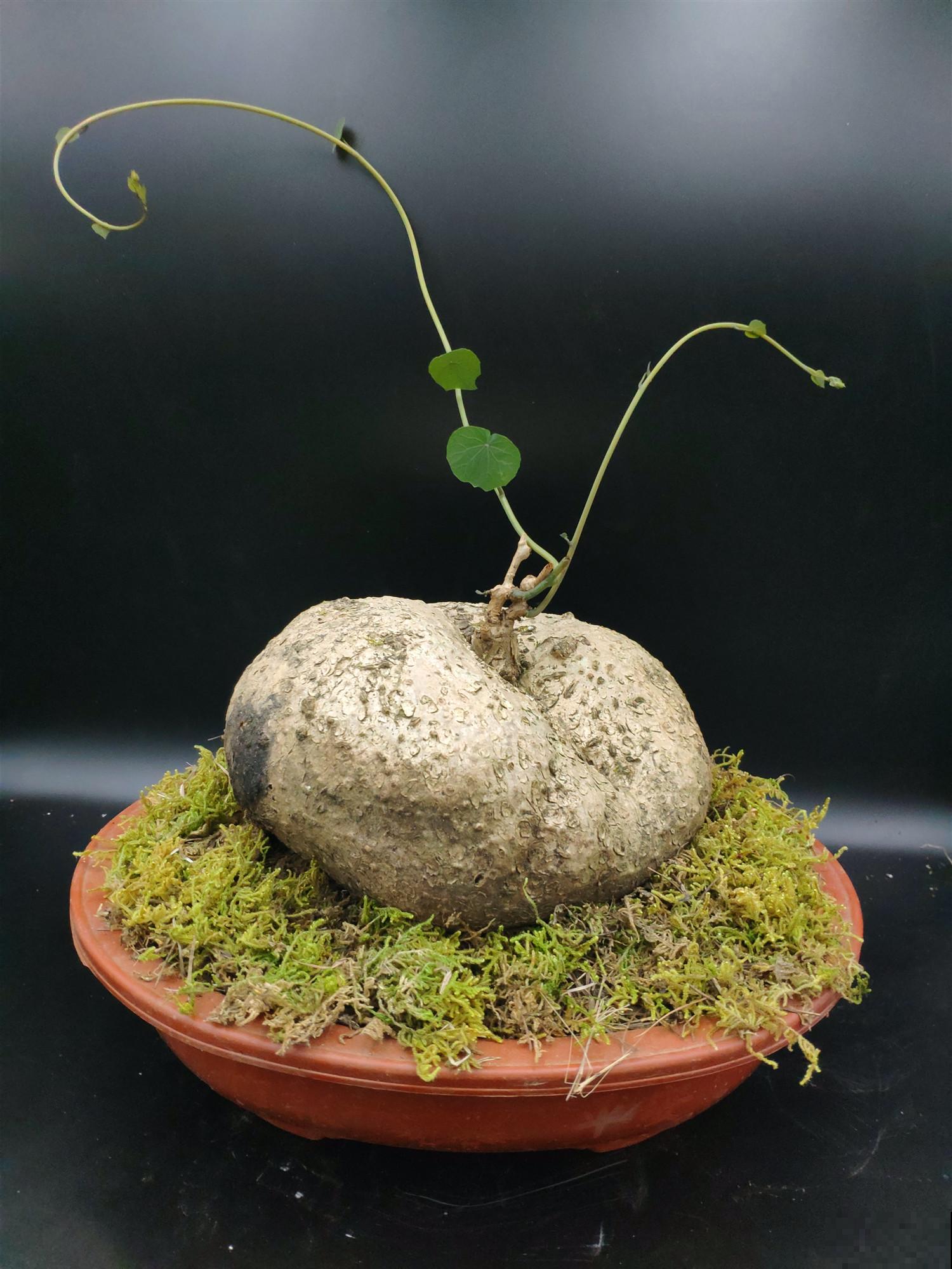 院子里养了一株凌霄花，邻居却不高兴了，非要我们剪掉！