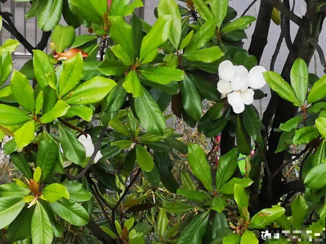 16种花，能养成传家宝，养个几十年没问题