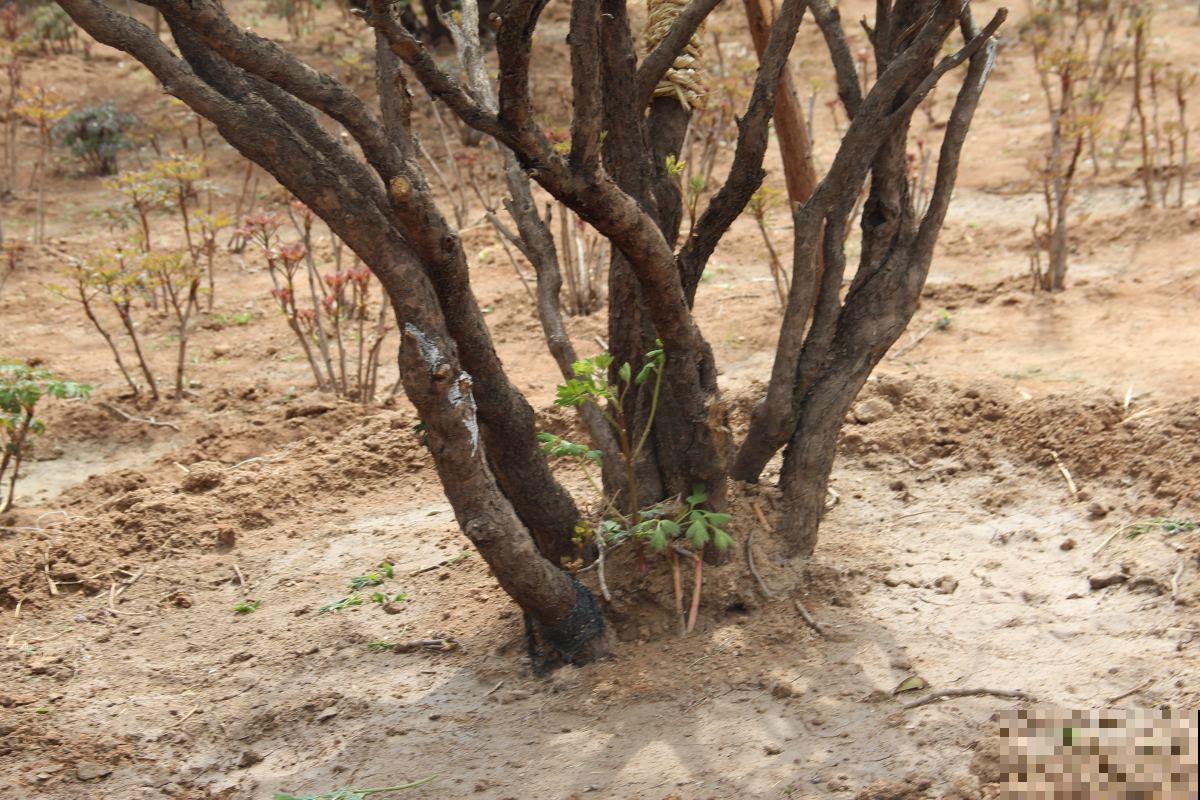 还分不清芍药和牡丹?了解这5点,教你轻松辨别! 还分不清芍药和牡丹?了解这5点,教你轻松辨别!