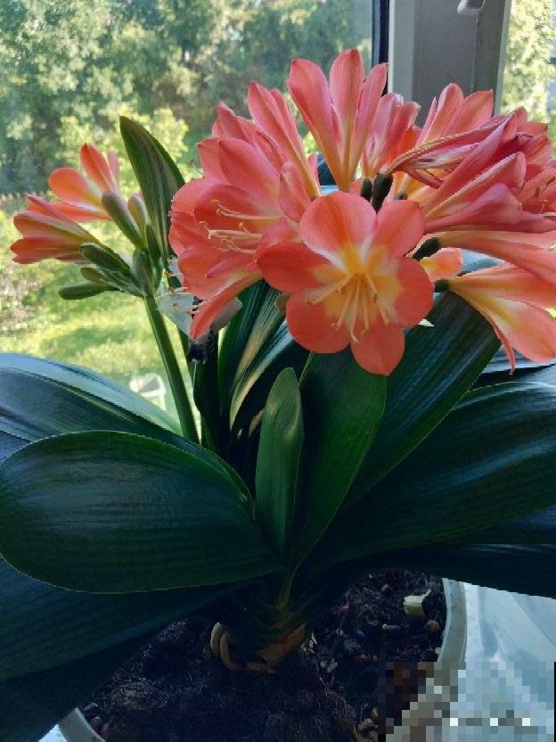 君子兰叶子越长越小，搬到太阳地儿使劲晒，叶子油亮翠绿特精神