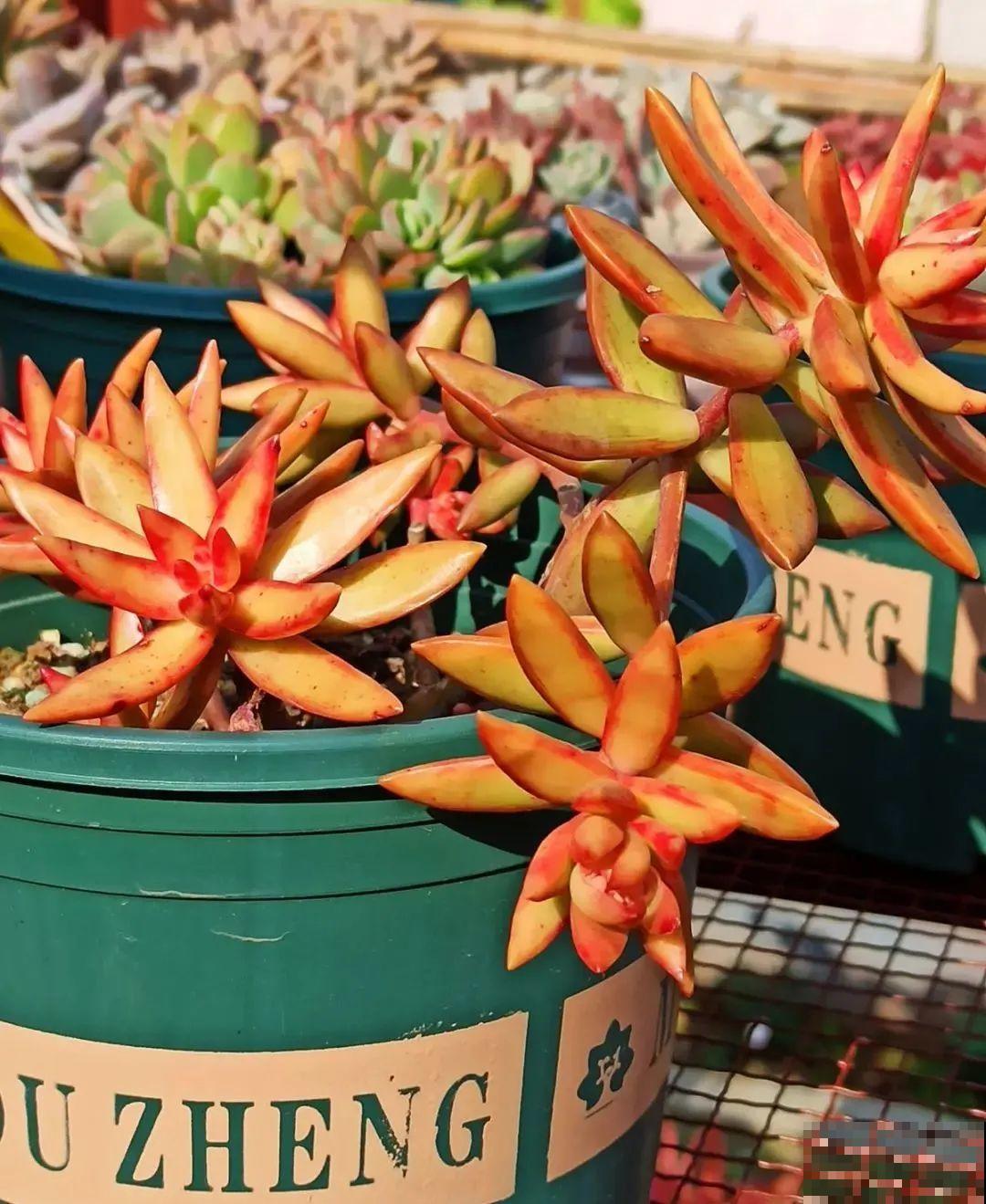 多肉养在大盆里,就是豪横霸气,棵棵大得像白菜 多肉养在大盆里,就是豪横霸气,棵棵大得像白菜