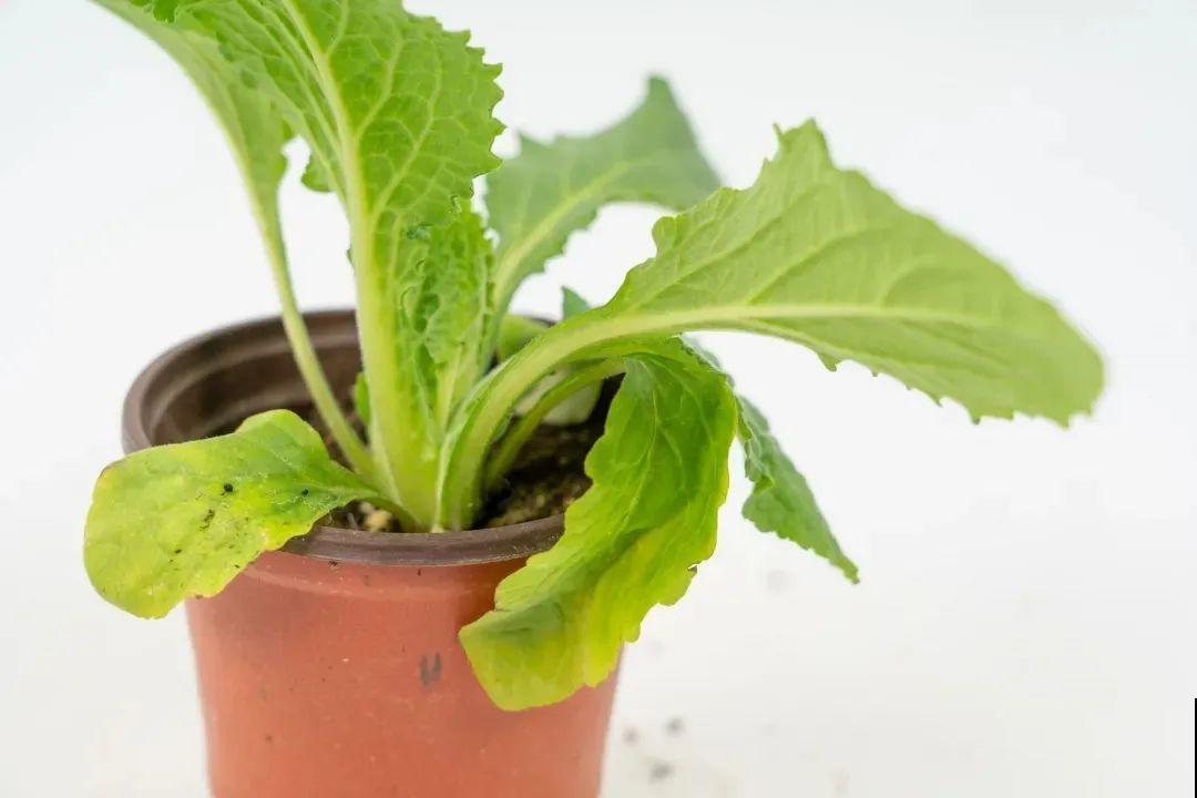 毛地黄名字不好听，可开花却超美，能长1米高