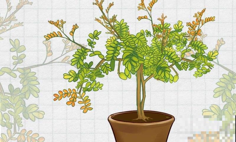 清香木真的很“清香”，家里养一盆，根本不用买香薰！