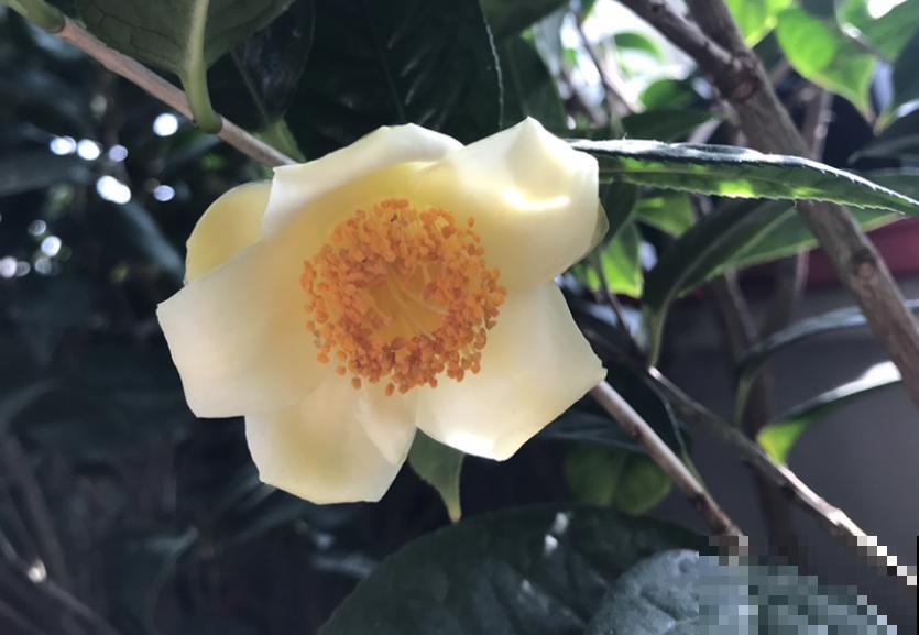 有些花价格越贵,气质越高,网友:配得上这个价钱! 有些花价格越贵,气质越高,网友:配得上这个价钱!