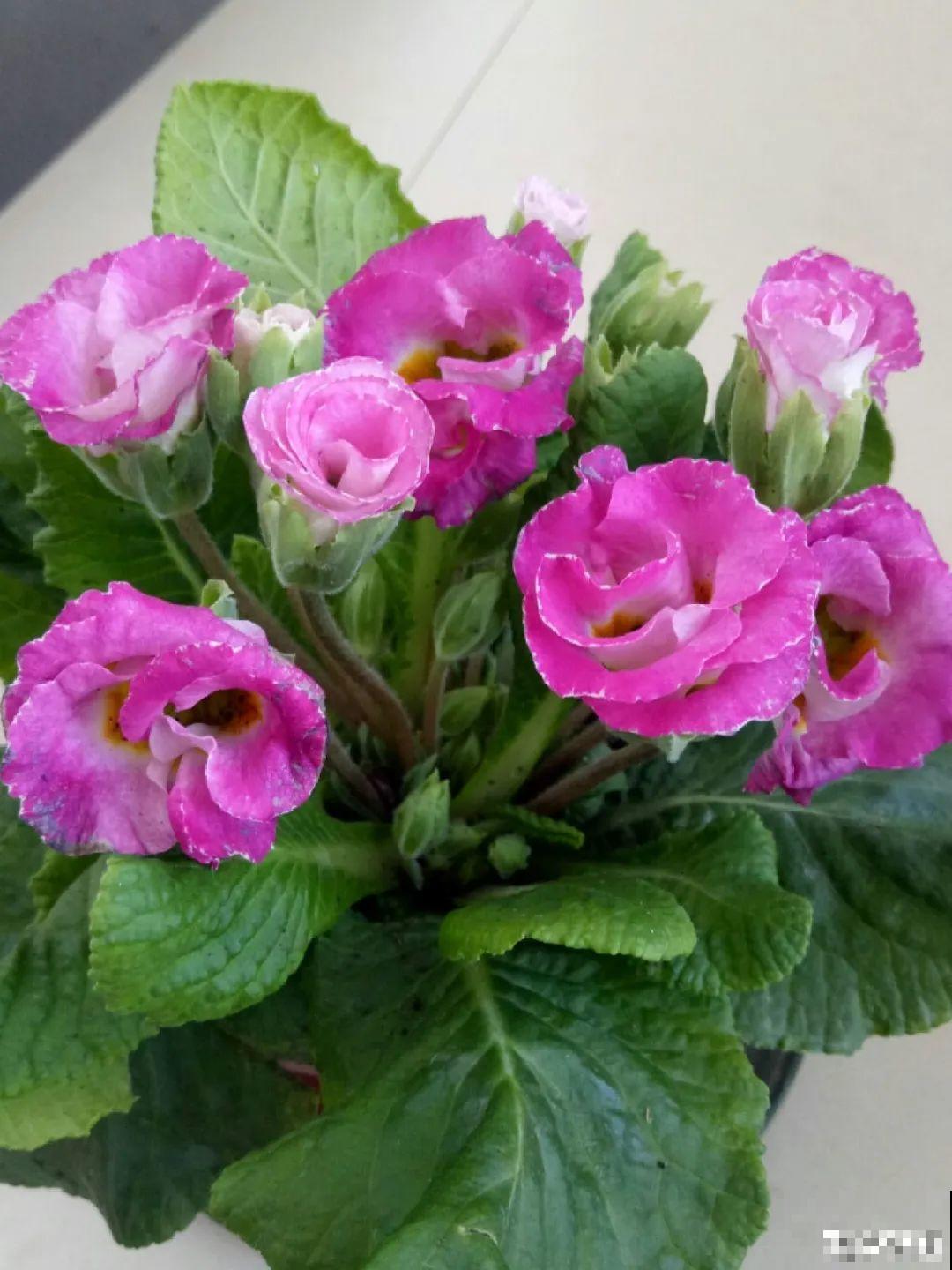 上万块的蟹爪兰，开花像烟花，养过的人不多