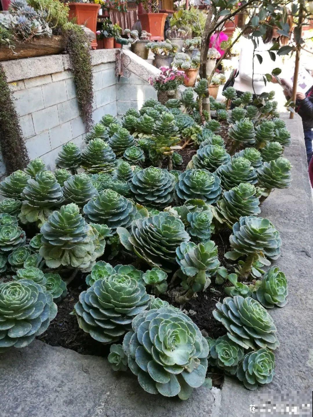 山上的尼姑庵,只养花不烧香,看完想出家 山上的尼姑庵,只养花不烧香,看完想出家