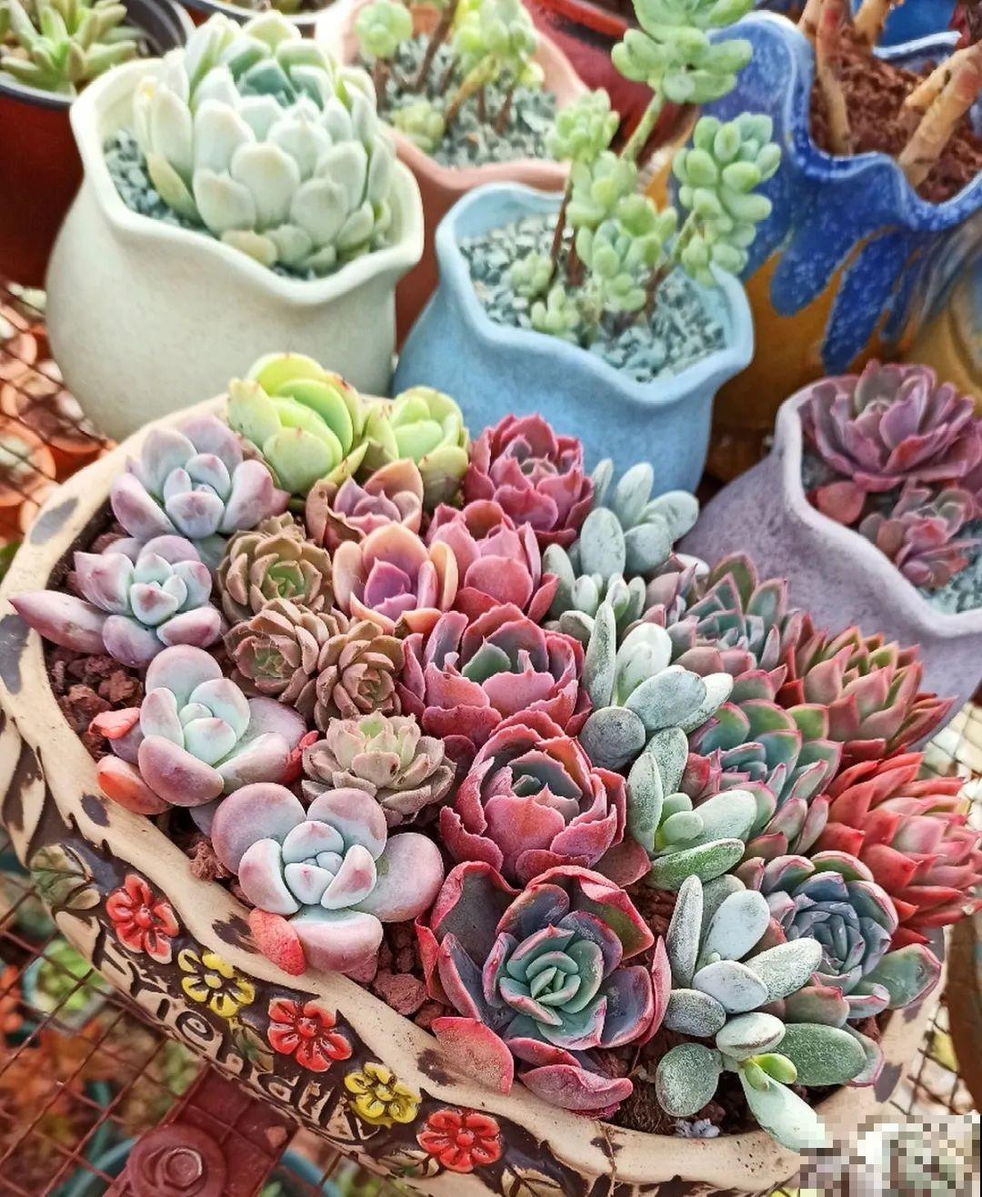 初春的多肉要撸叶子，重新扦插，能生好多盆