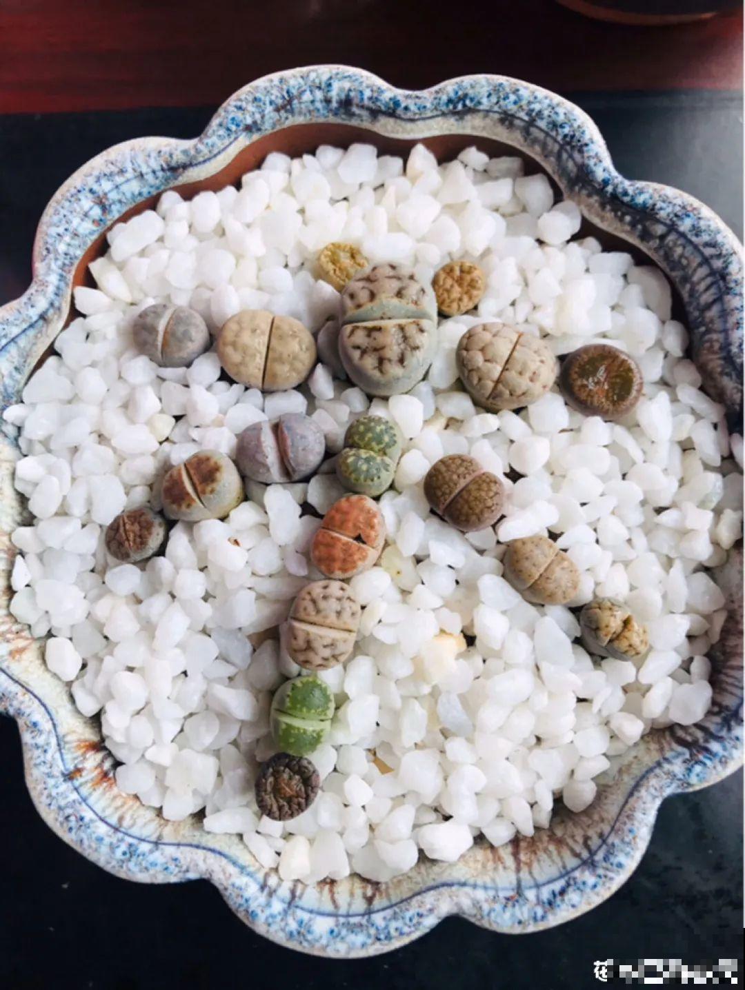 有个小阳台，养满多肉，满满的幸福感！