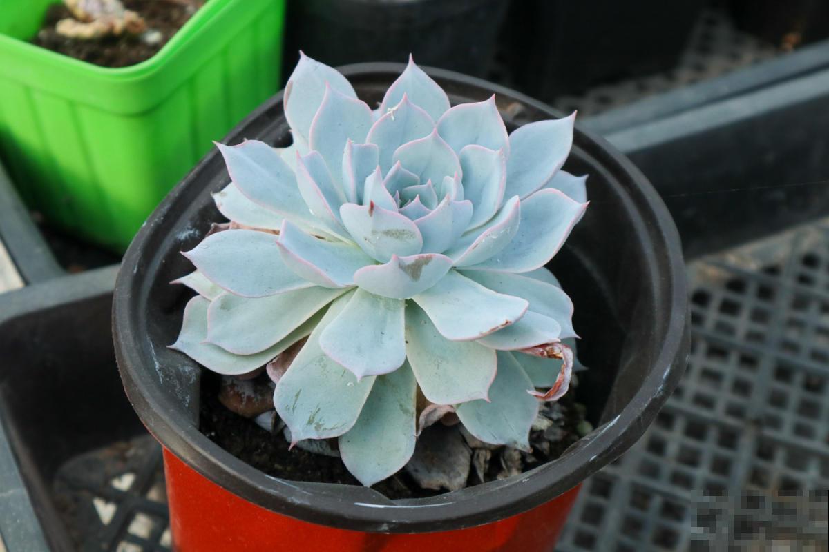 老花匠的养肉秘方，避开5个坑，才能养出结实多肉