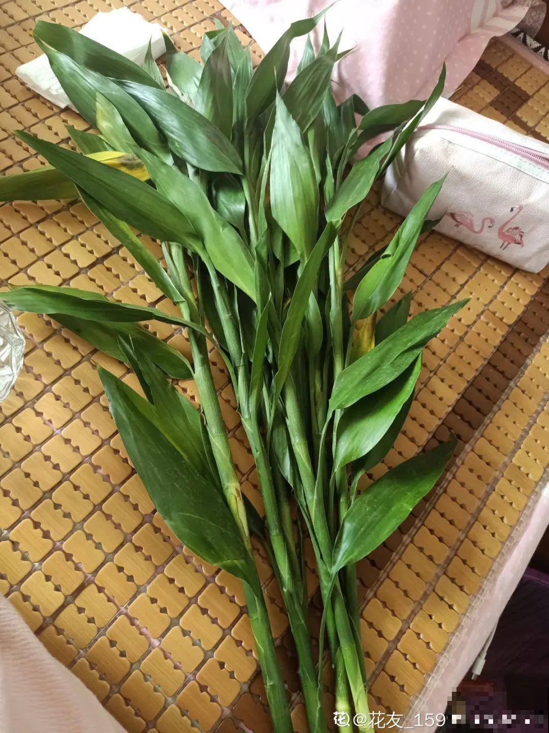 8种难养的花，脱土脱盆泡水里，越浇水长得越旺！