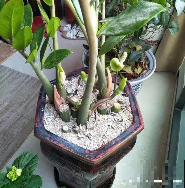 虎皮兰扒层土，嗖嗖冒芽，长得特旺