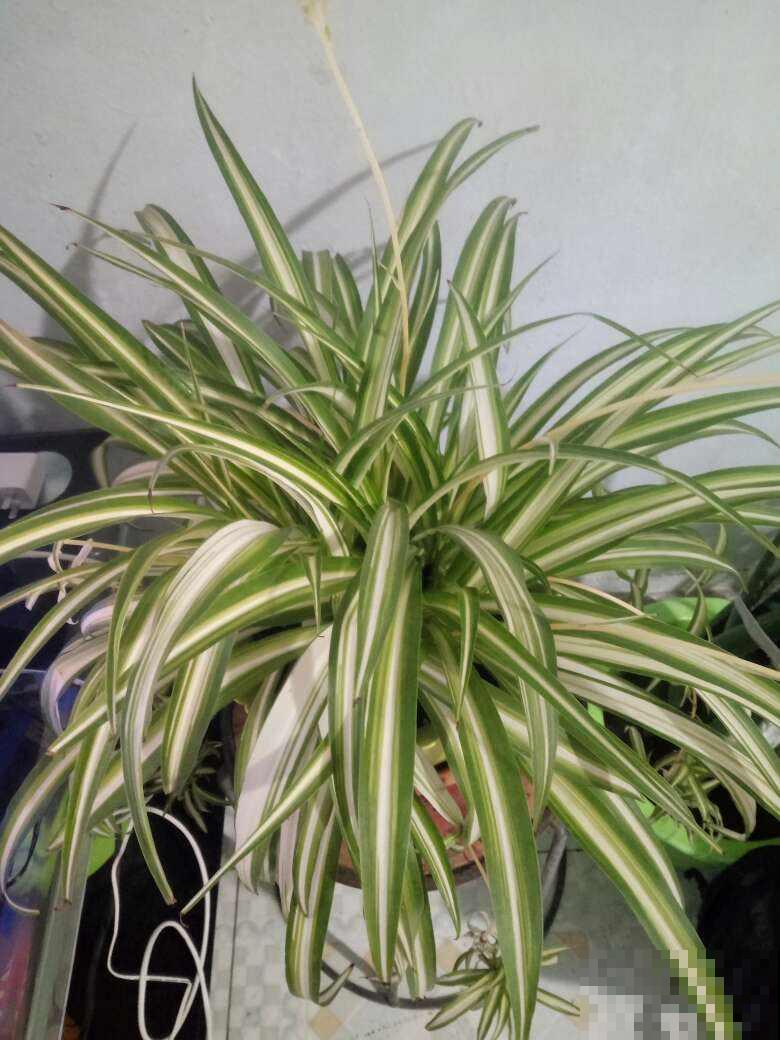 春天换盆,4件事儿要注意,不然植物都死了,只剩下空盆 春天换盆,4件事儿要注意,不然植物都死了,只剩下空盆