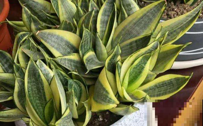 不会养虎皮兰？看看这4点，越长越茂密！