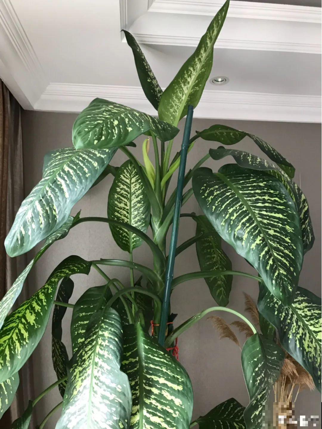 24种花,净化空气最厉害,绿萝竟然倒数! 24种花,净化空气最厉害,绿萝竟然倒数!