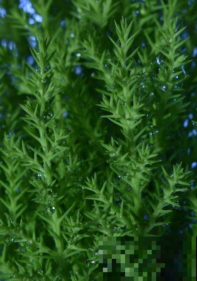 高颜值的香松，家里养上一盆，助眠效果超级好！