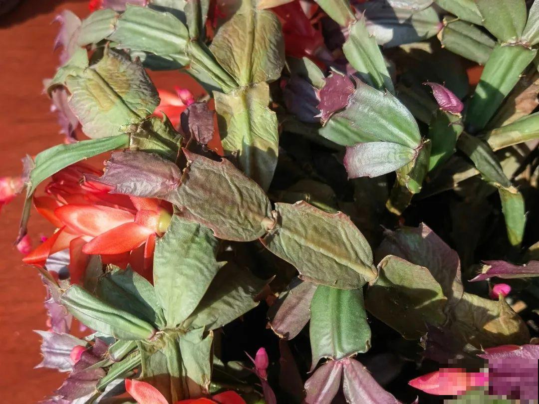 养护蟹爪兰,要注意8个要点,才能开出仙气飘飘花 养护蟹爪兰,要注意8个要点,才能开出仙气飘飘花