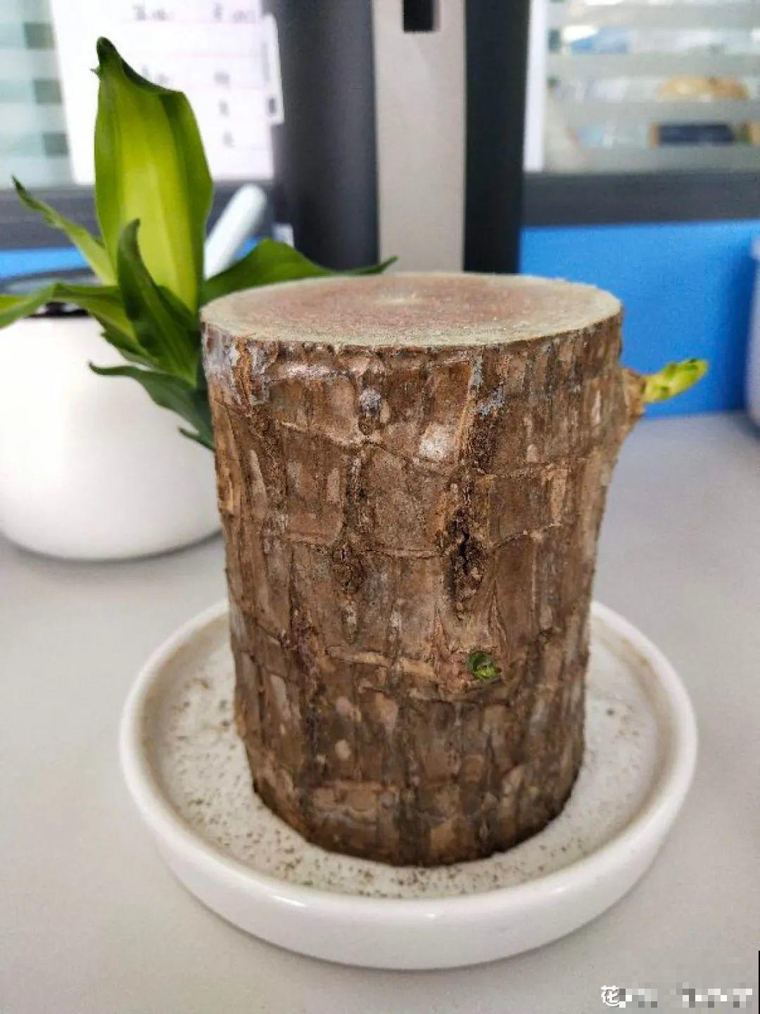 24种花,净化空气最厉害,绿萝竟然倒数! 24种花,净化空气最厉害,绿萝竟然倒数!