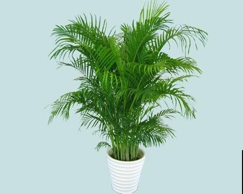 散尾葵是“天然加湿器”，叶子油绿，清新养眼！