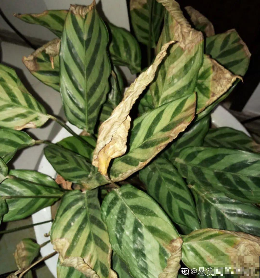 6种花慎养，再好的盆和土，现在也养不活