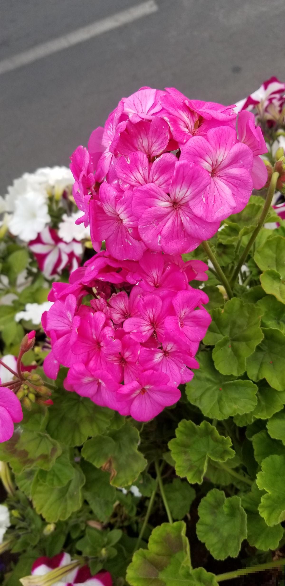 养花别瞎养！这5种花室内千万别养，快看看你家有没有！