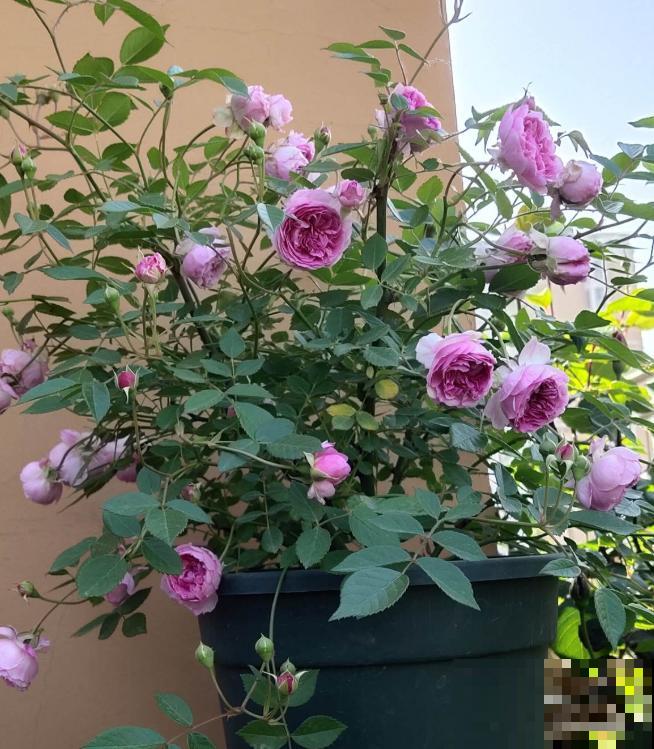 月季养护要选择合适的盆，不能盲目跟风，不然很难爆盆