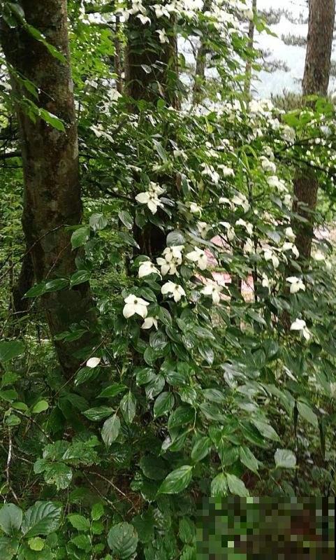 在家养一盆小众的四照花，掌握4点养护方法，观赏性太高了！